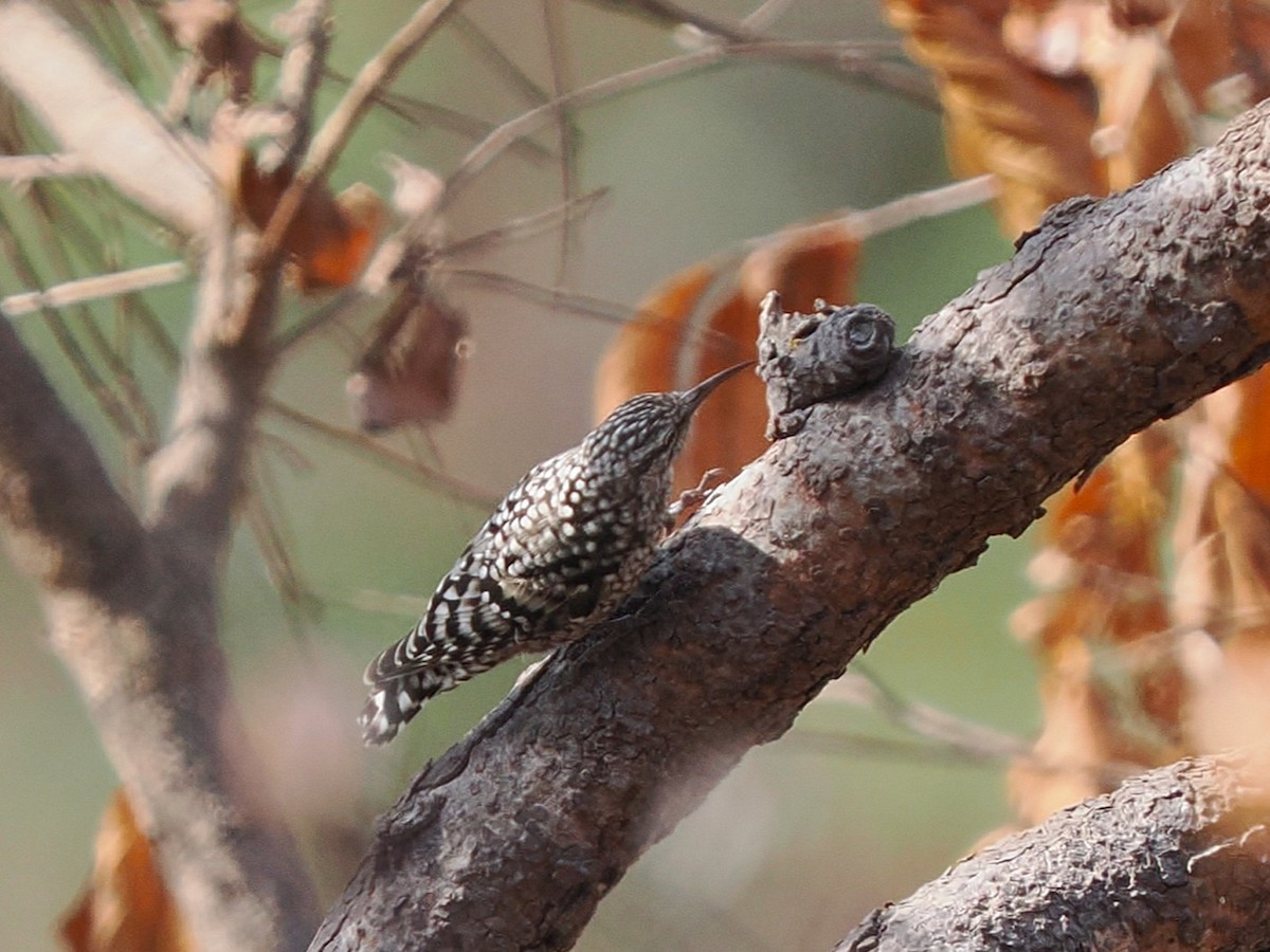 African Spotted Creeper - ML645879691