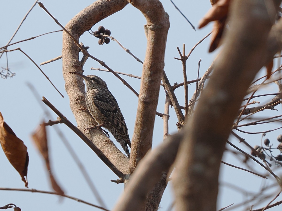 African Spotted Creeper - ML645879693