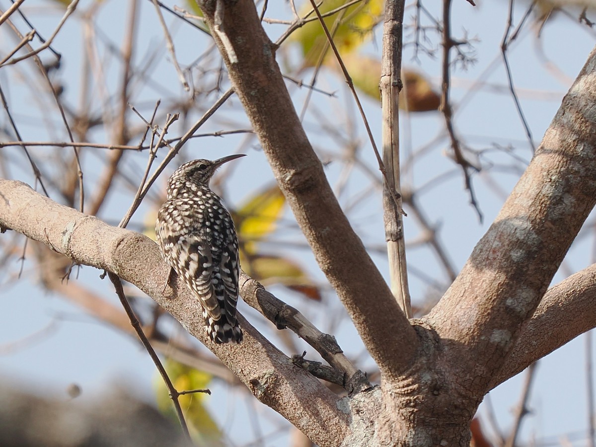African Spotted Creeper - ML645879694