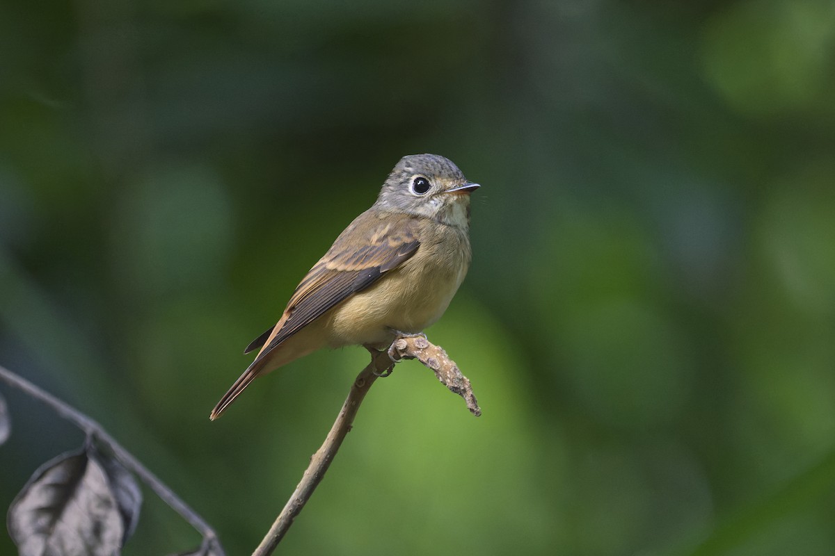 Gobemouche ferrugineux - ML645879696