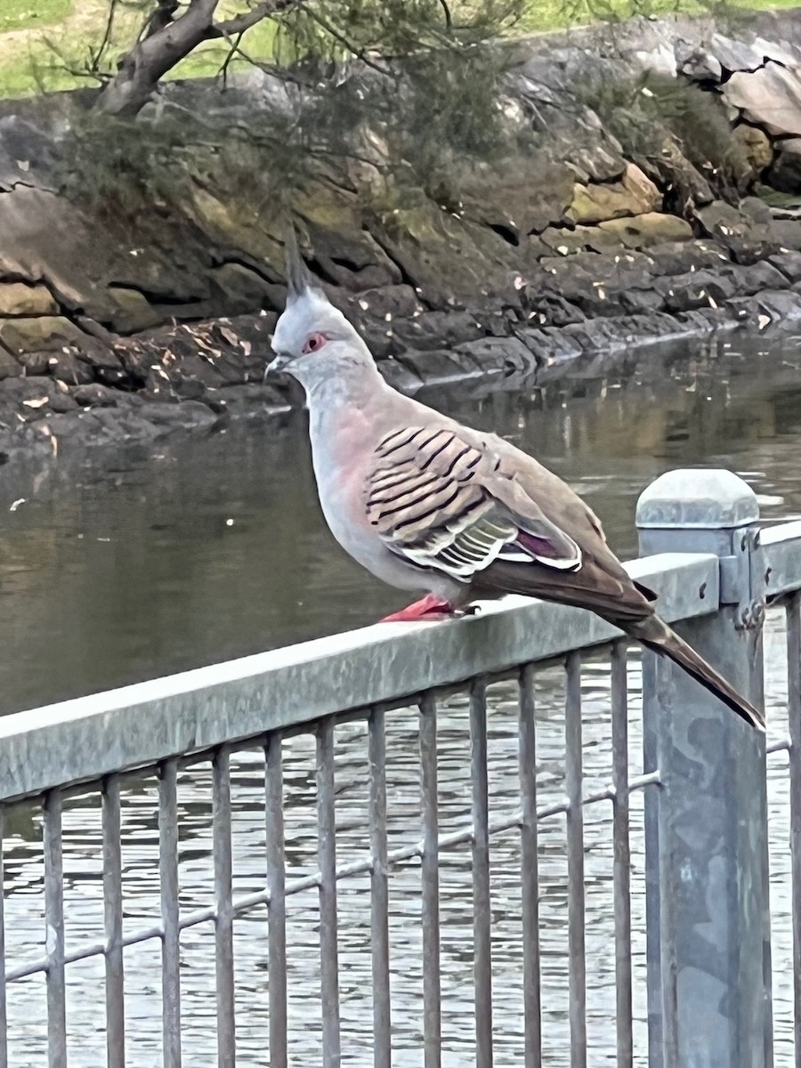 Crested Pigeon - ML645879712