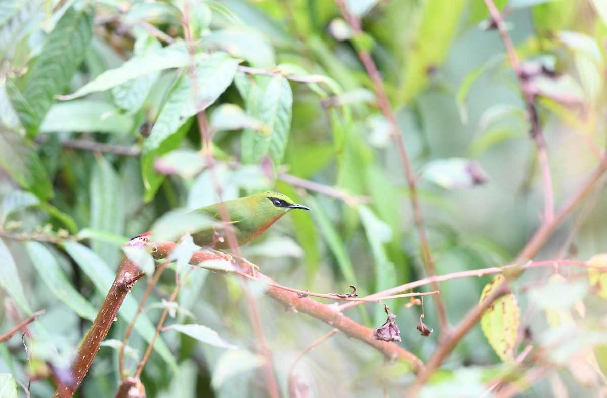 Fire-tailed Myzornis - ML645879720