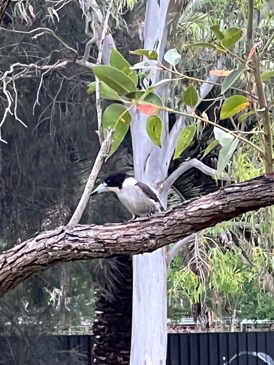Gray Butcherbird - ML645879722