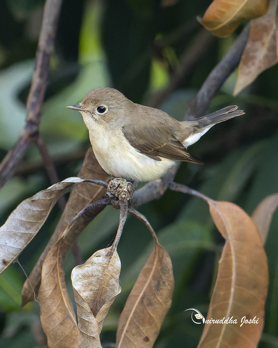 Red-breasted Flycatcher - ML645879723