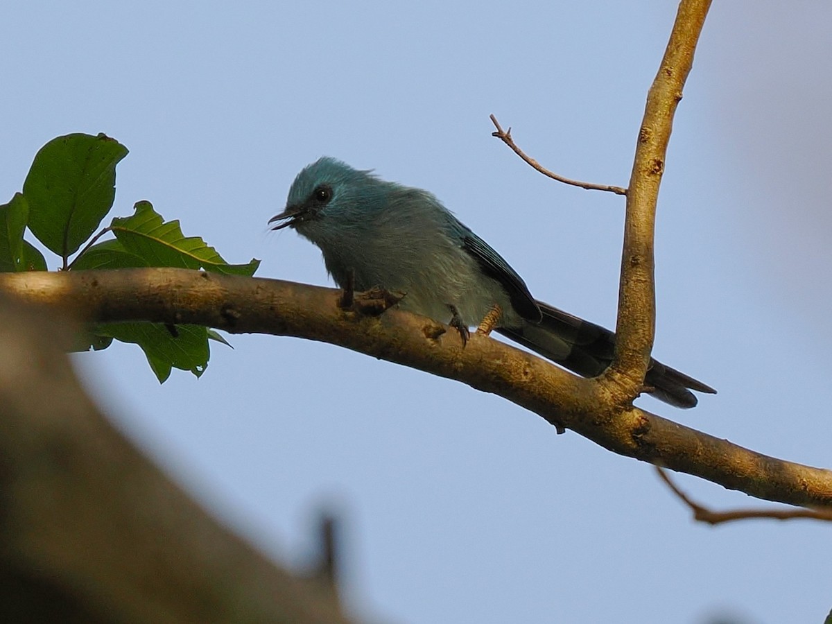 blåelminia - ML645879724