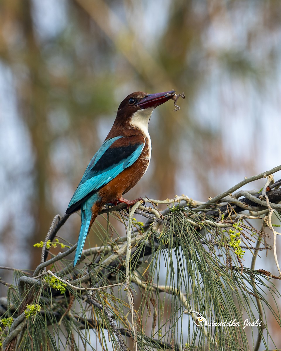 White-throated Kingfisher - ML645879729