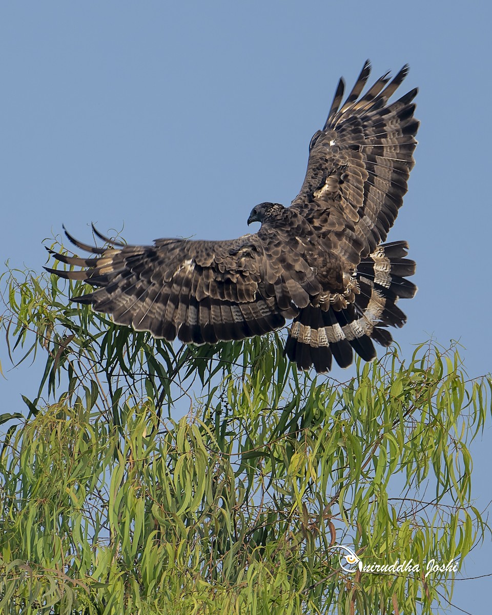 Oriental Honey-buzzard - ML645879730