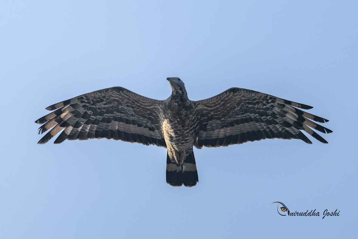 Oriental Honey-buzzard - ML645879739