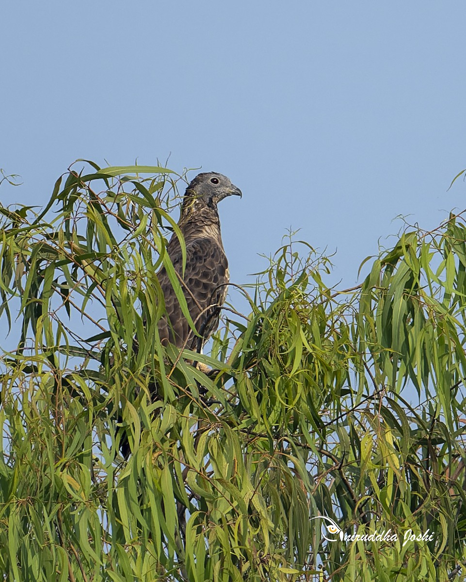 Oriental Honey-buzzard - ML645879740