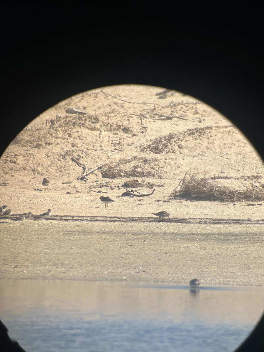 Baird's Sandpiper - ML645879741