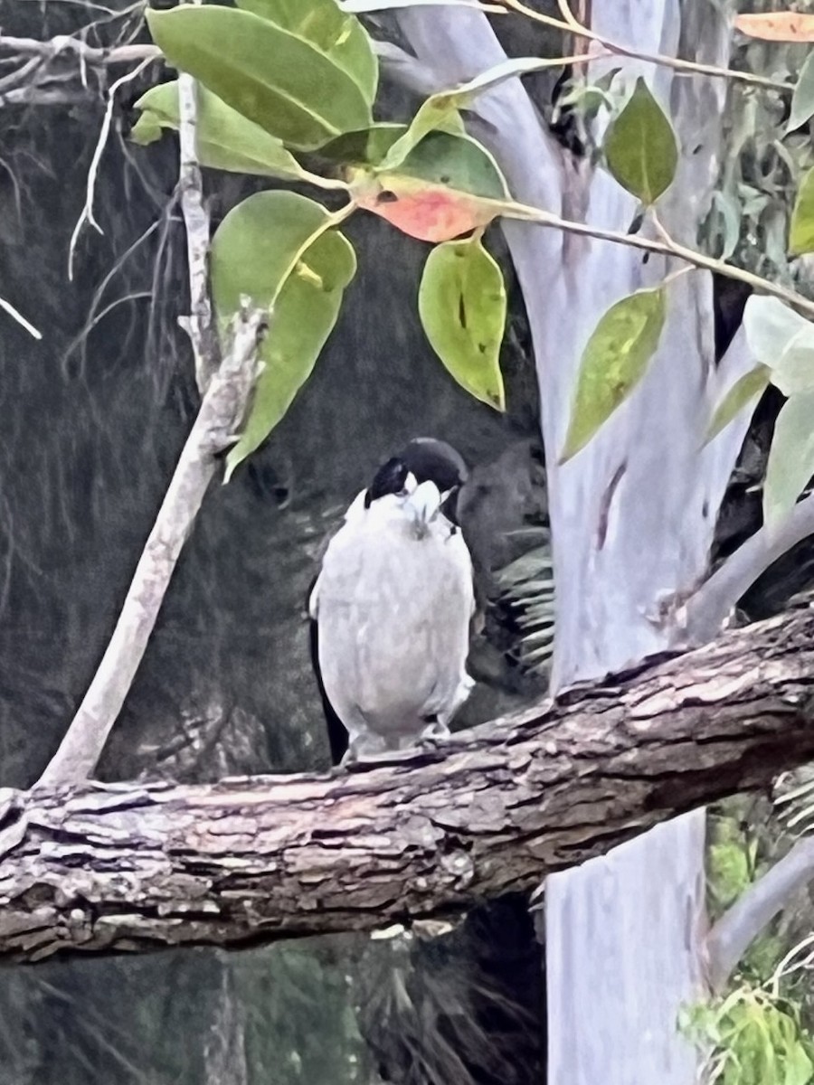 Gray Butcherbird - ML645879757