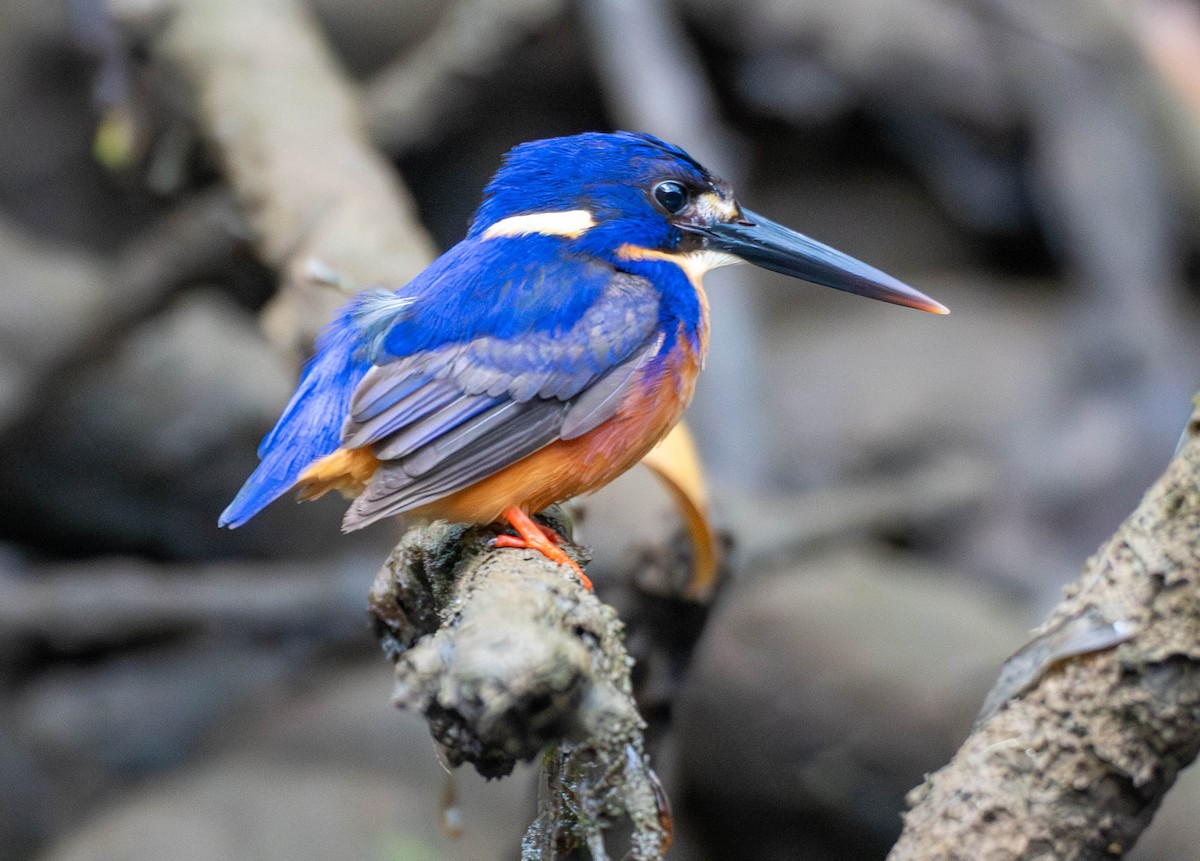 Azure Kingfisher - ML645879762