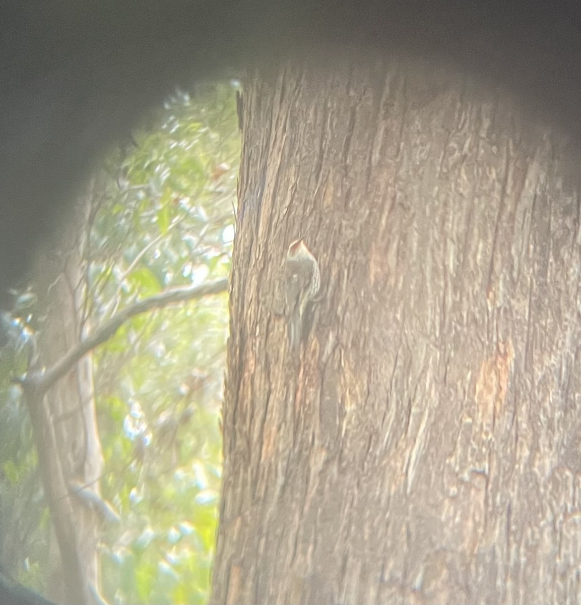 Red-browed Treecreeper - ML645879777