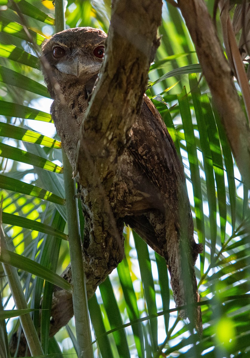 kjempefroskemunn - ML645879788