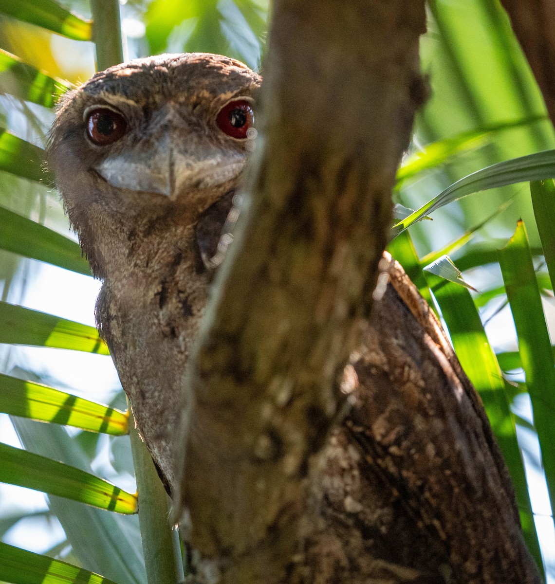 kjempefroskemunn - ML645879789