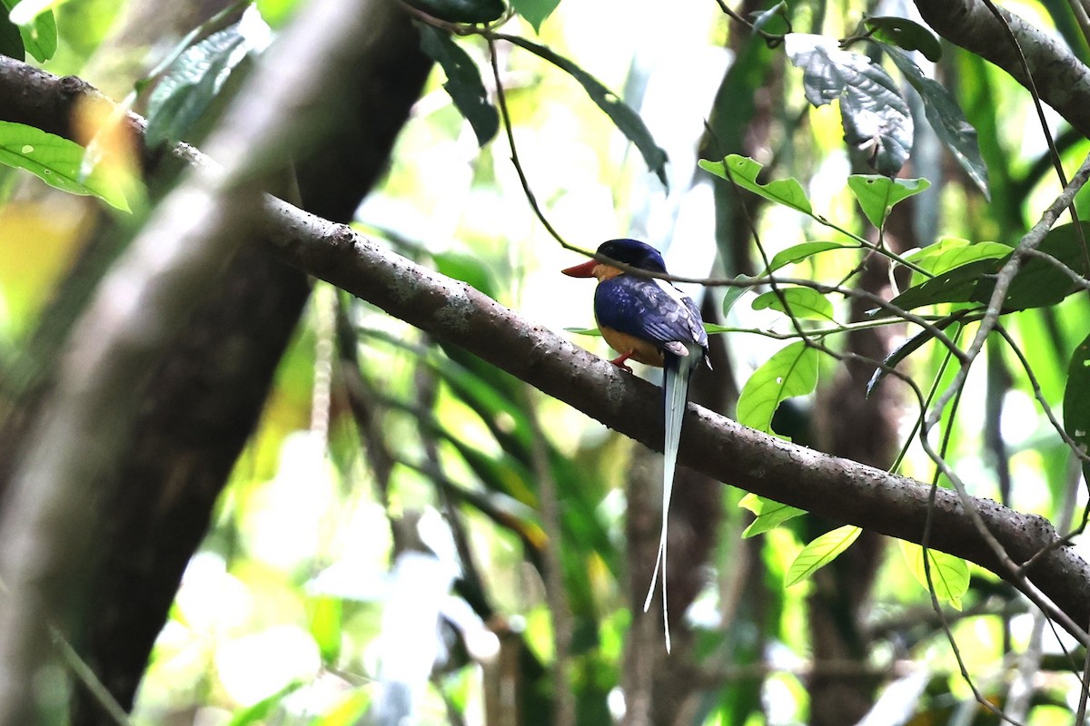 Buff-breasted Paradise-Kingfisher - ML645879796