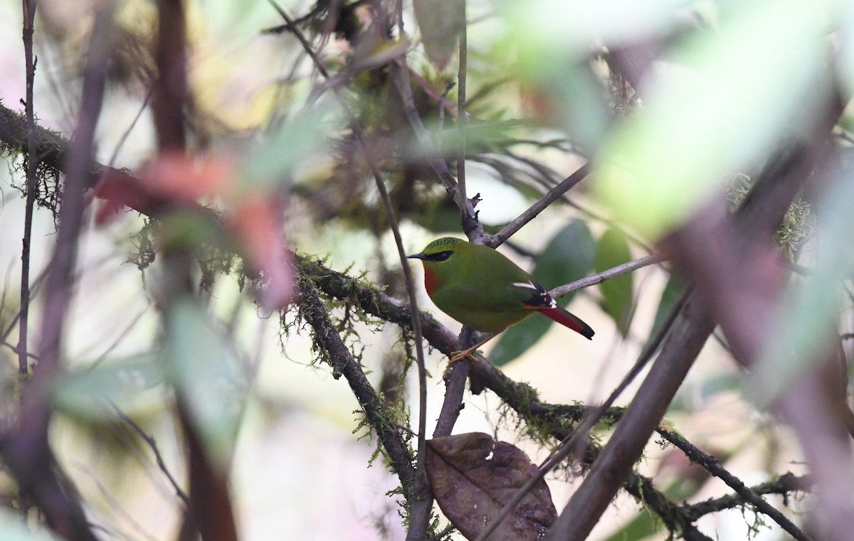 Fire-tailed Myzornis - ML645879797