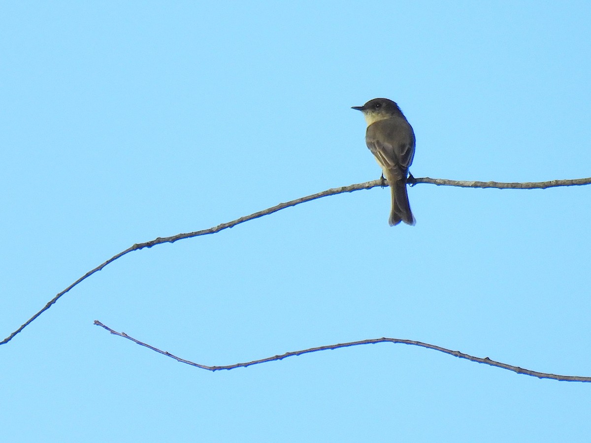 Eastern Phoebe - ML645879812