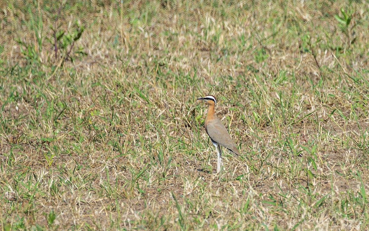 Indian Courser - ML645879813