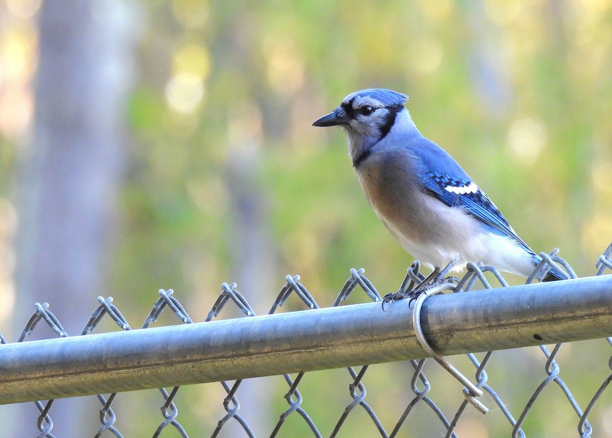 Blue Jay - ML645879816