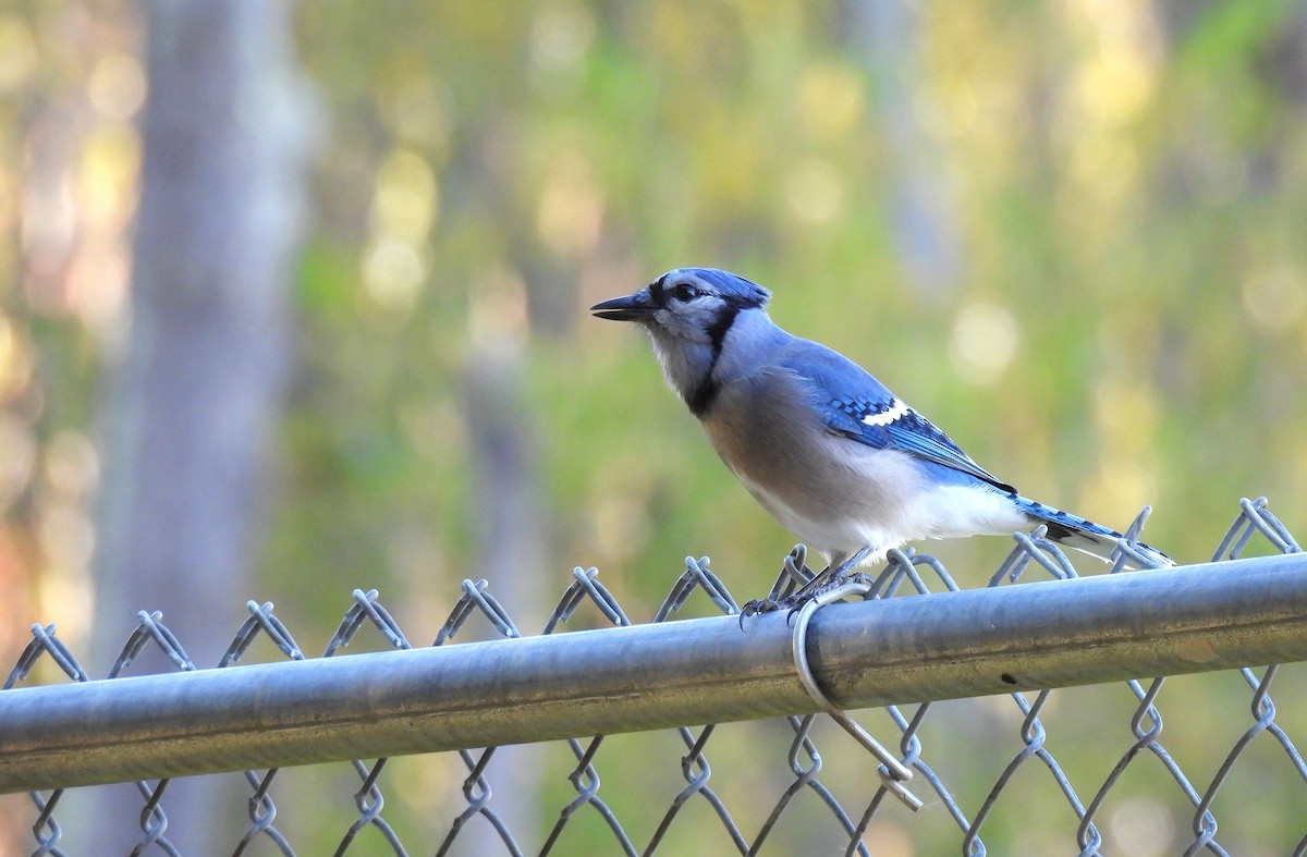Blue Jay - ML645879817