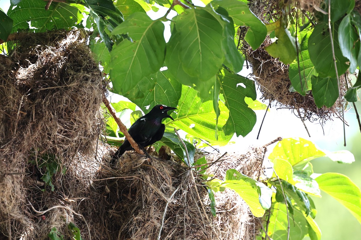 Metallic Starling - ML645879819