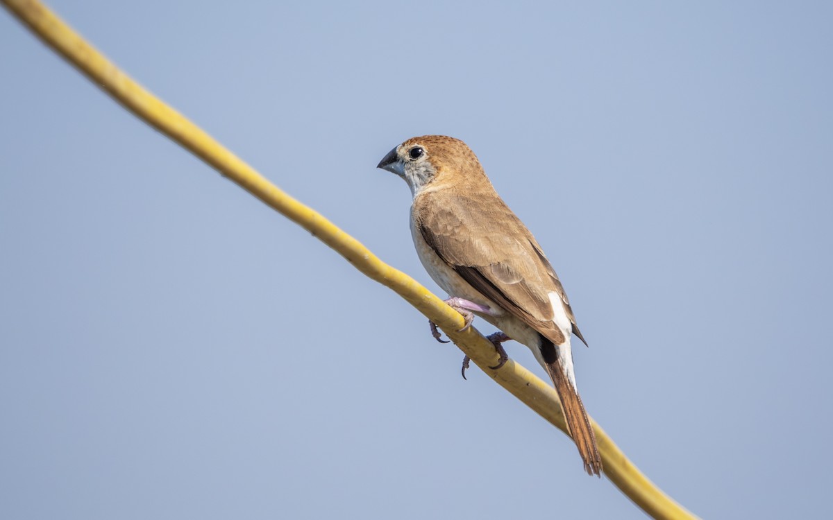 白喉文鳥 - ML645879820