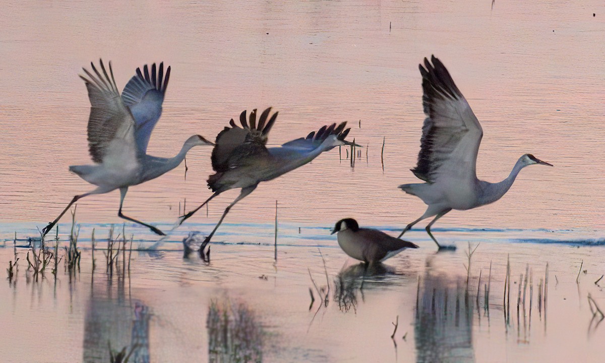 jeřáb kanadský - ML645879823