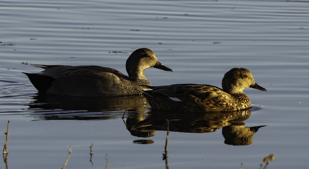 kopřivka obecná - ML645879837