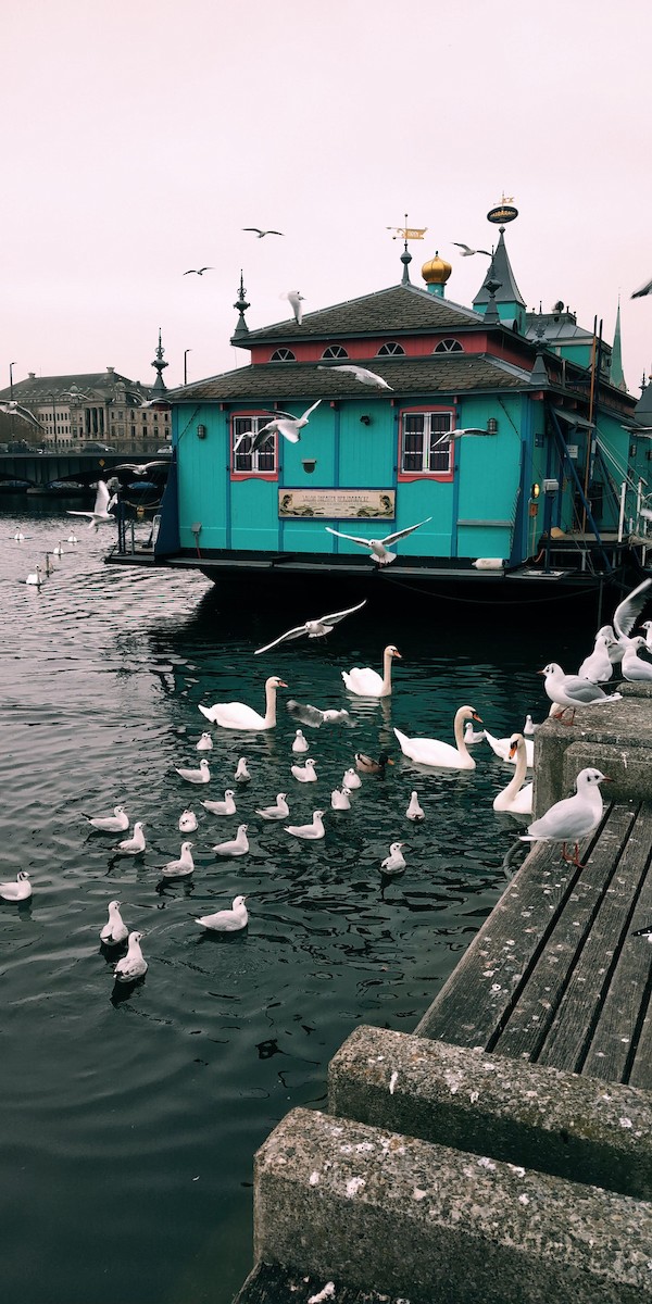 Mallard - ML645879840