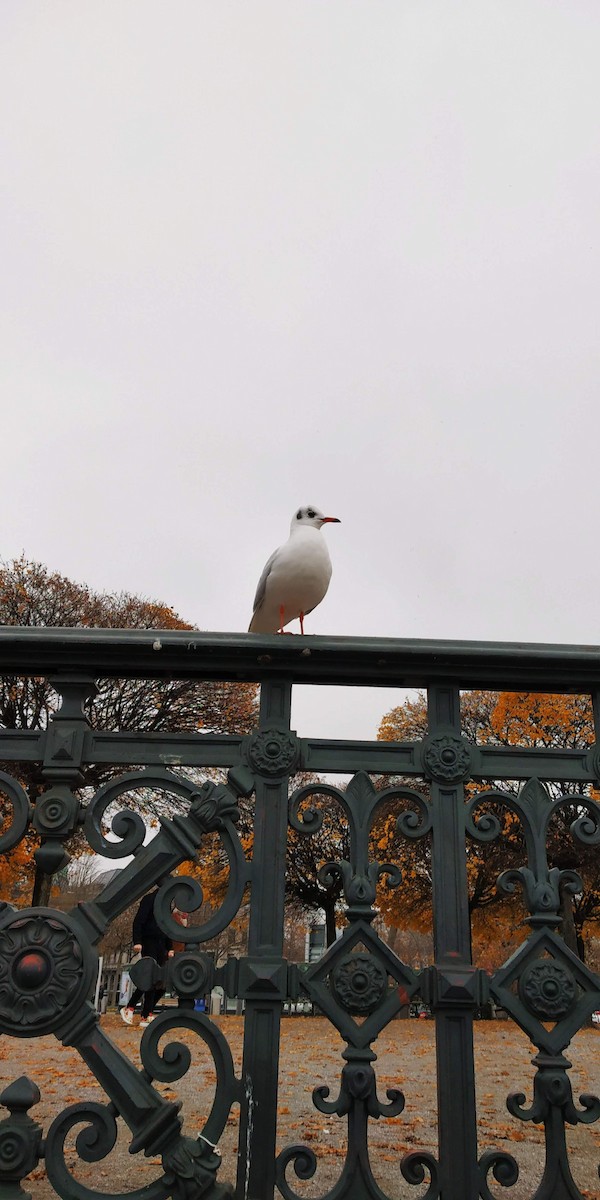 Black-headed Gull - ML645879841