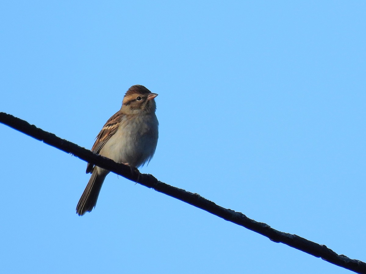 Chipping Sparrow - ML645879849