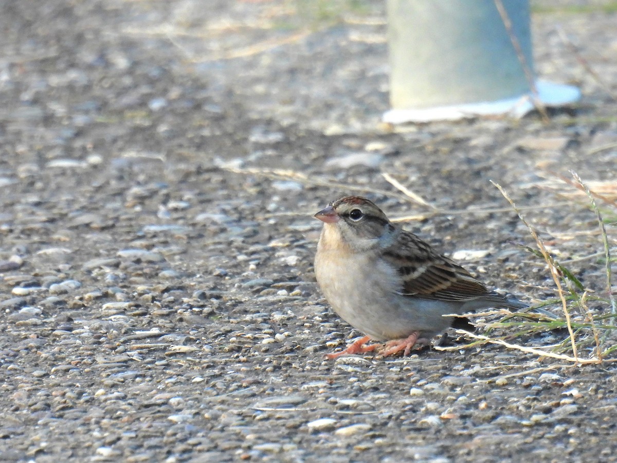 Chipping Sparrow - ML645879853