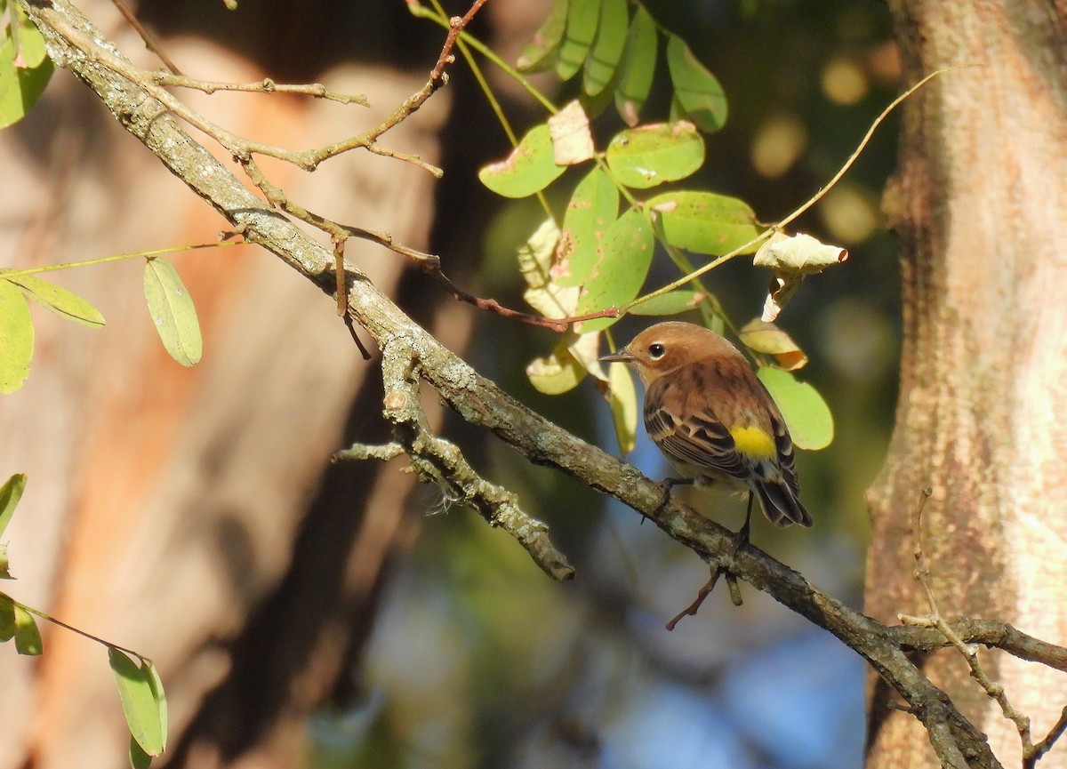 Yellow-rumped Warbler - ML645879858