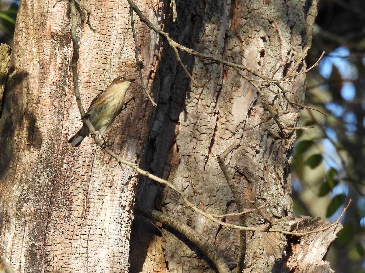 Yellow-rumped Warbler - ML645879859