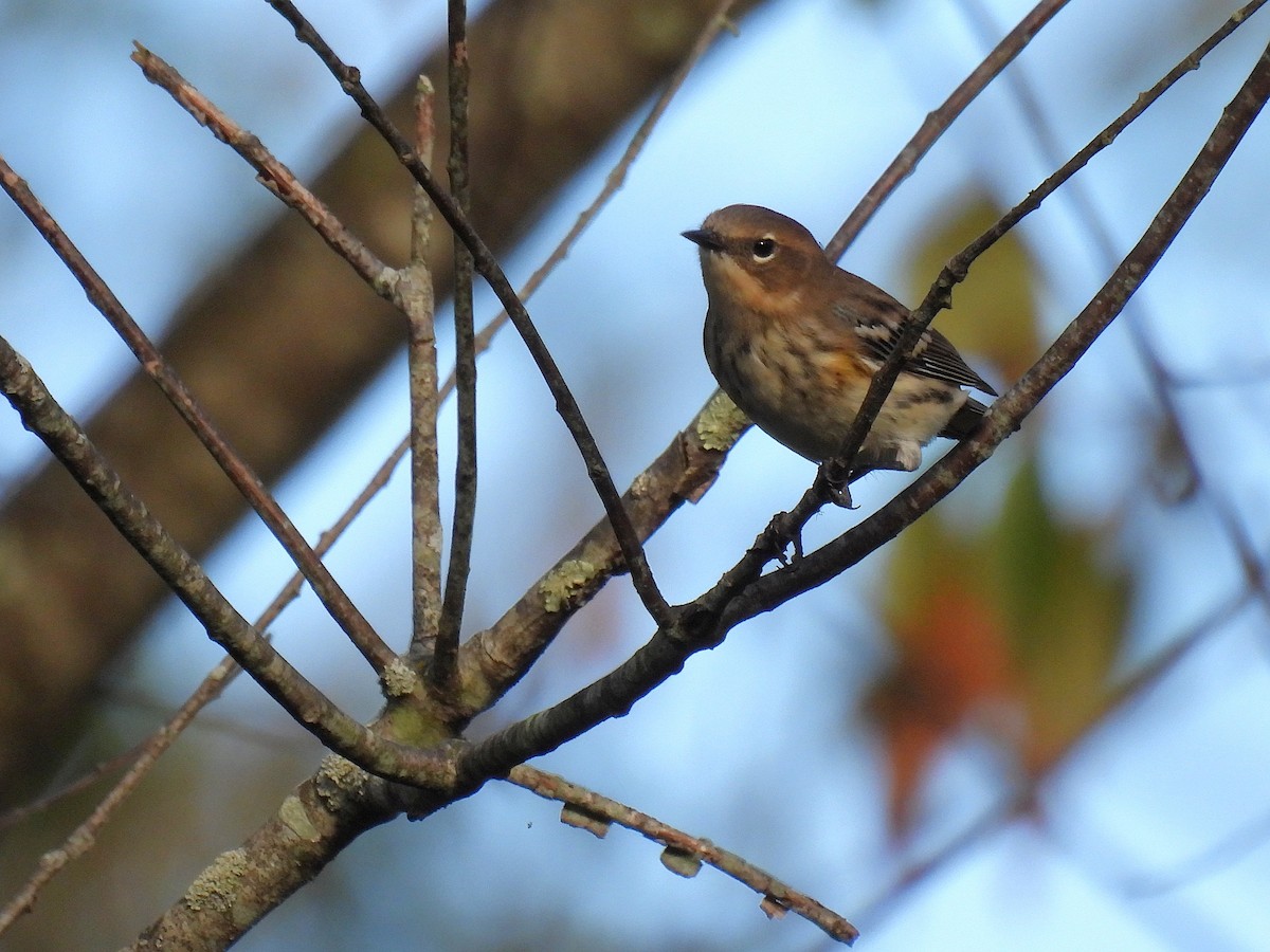 Yellow-rumped Warbler - ML645879860