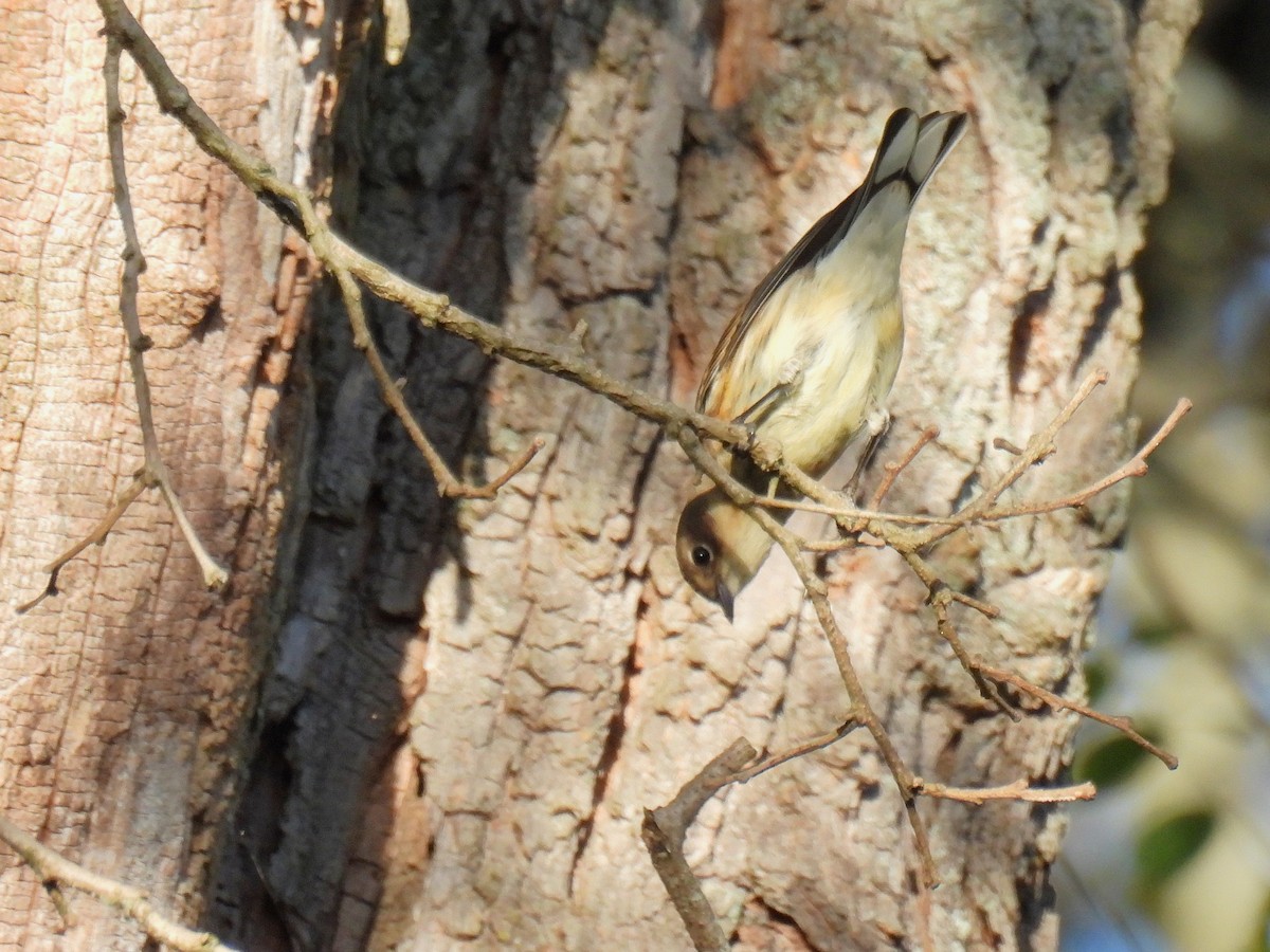 Yellow-rumped Warbler - ML645879861