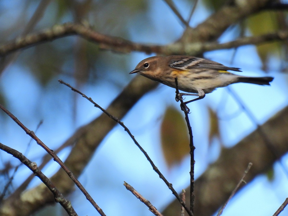 Yellow-rumped Warbler - ML645879862