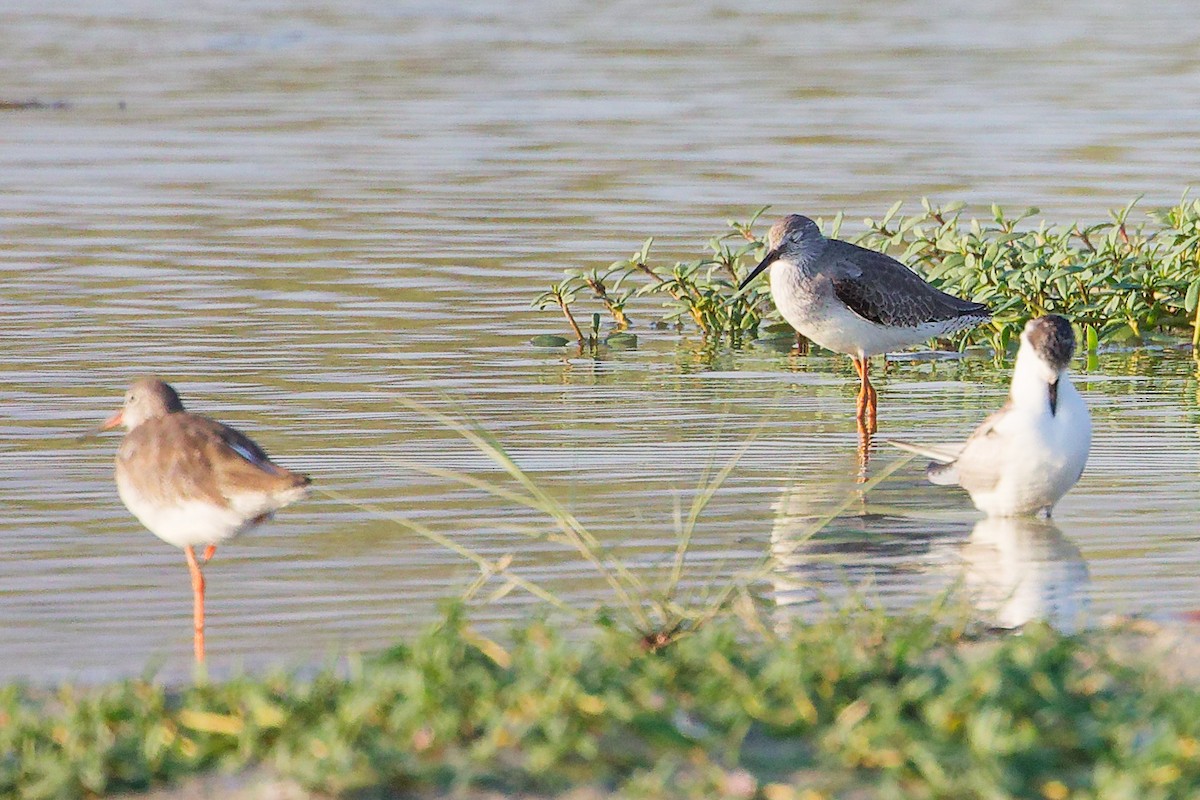 Bernagorri arrunta - ML645879866