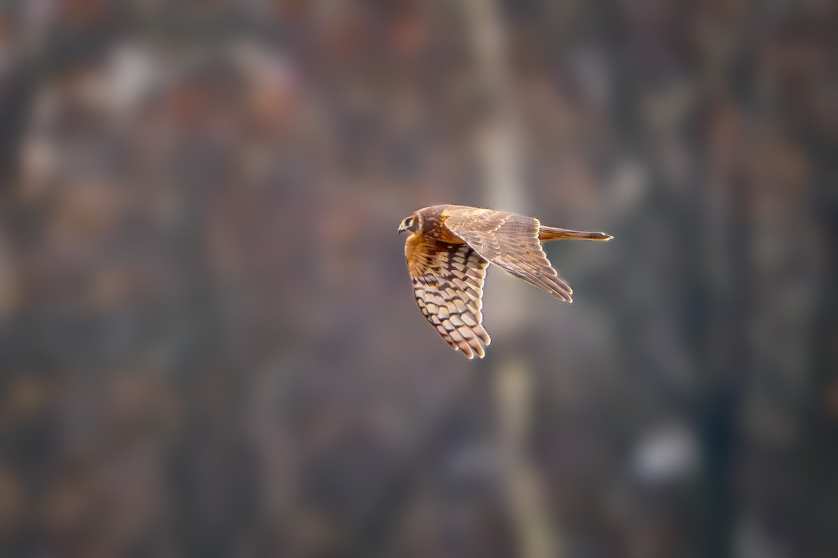 Mirotz zuri iparramerikarra - ML645879867