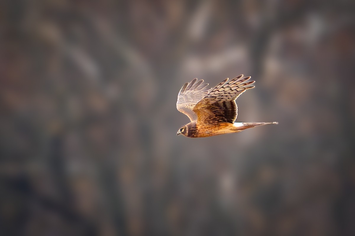 Mirotz zuri iparramerikarra - ML645879868