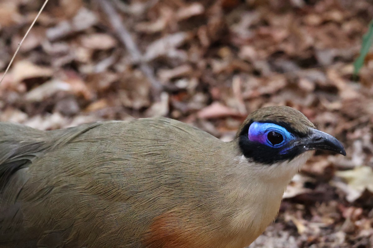 Giant Coua - ML645879869