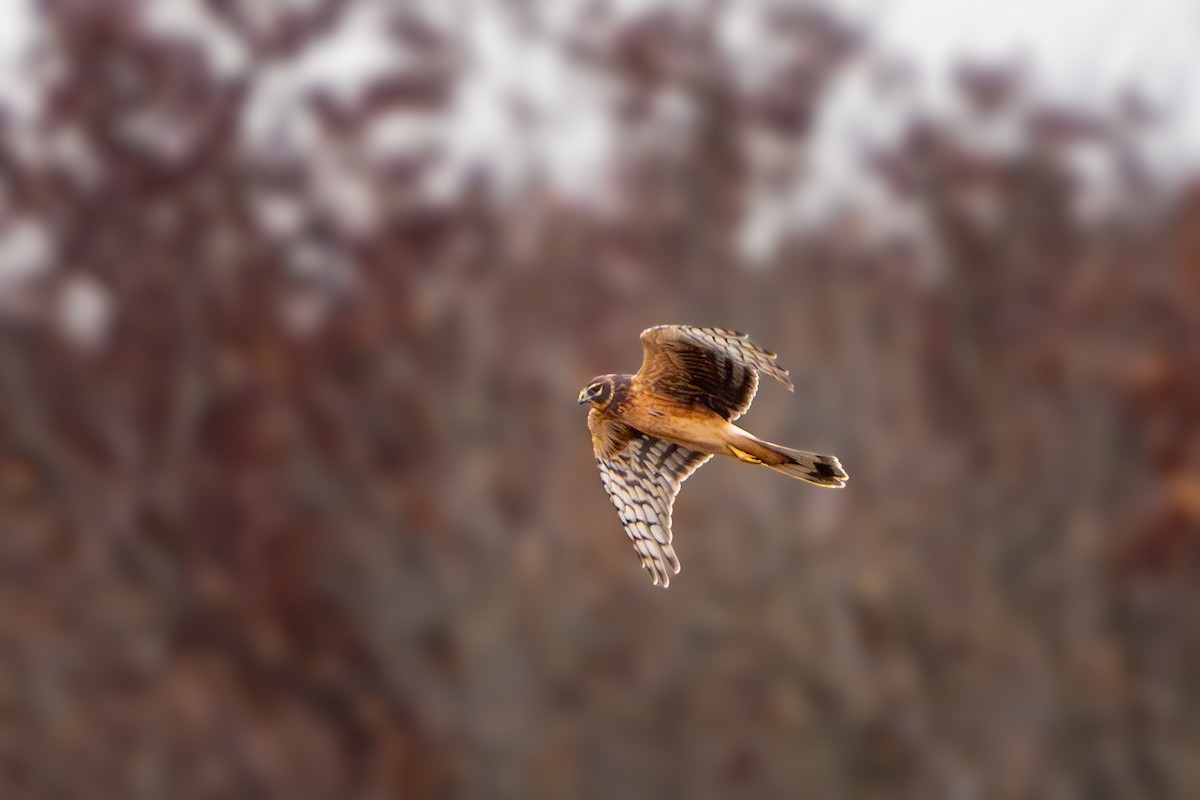 Mirotz zuri iparramerikarra - ML645879870