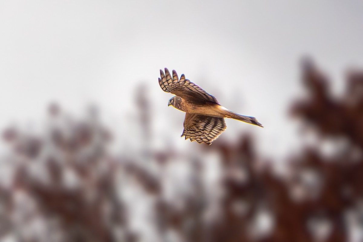 Mirotz zuri iparramerikarra - ML645879871