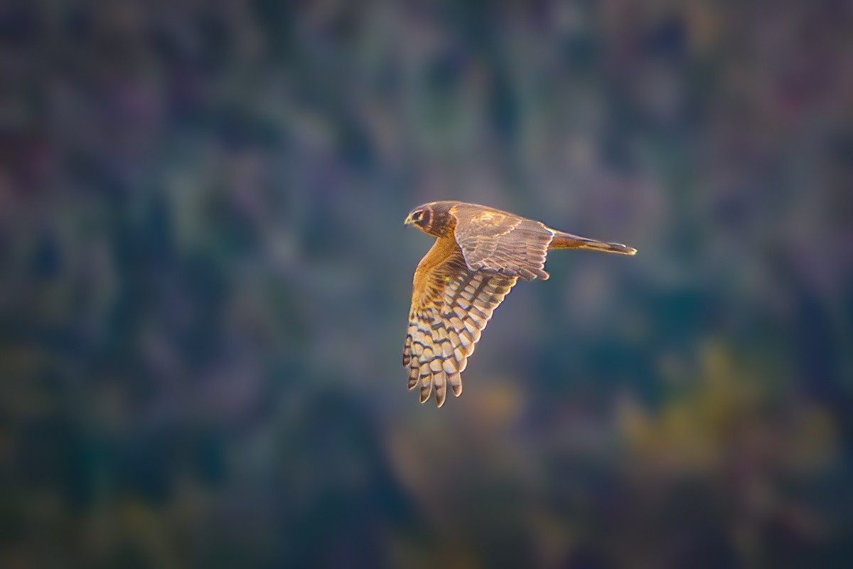 Mirotz zuri iparramerikarra - ML645879872