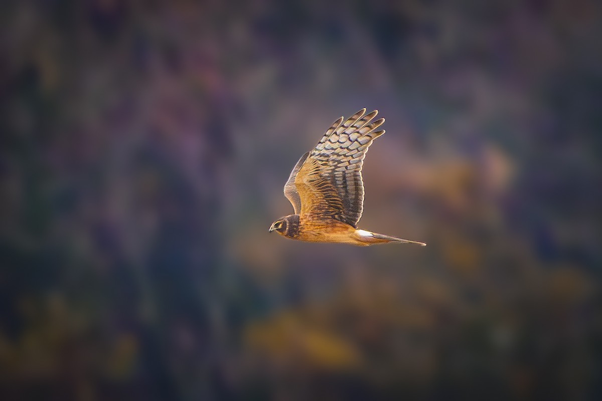 Mirotz zuri iparramerikarra - ML645879873