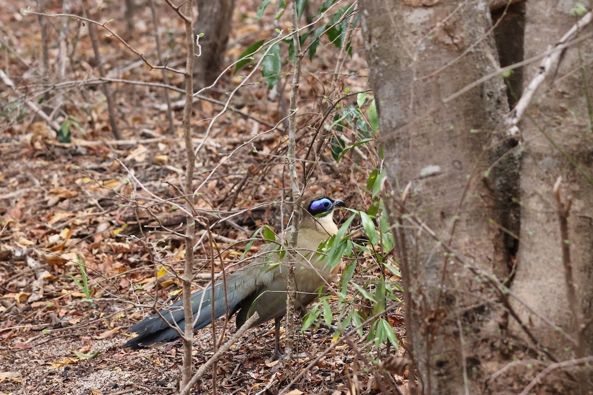 Giant Coua - ML645879874