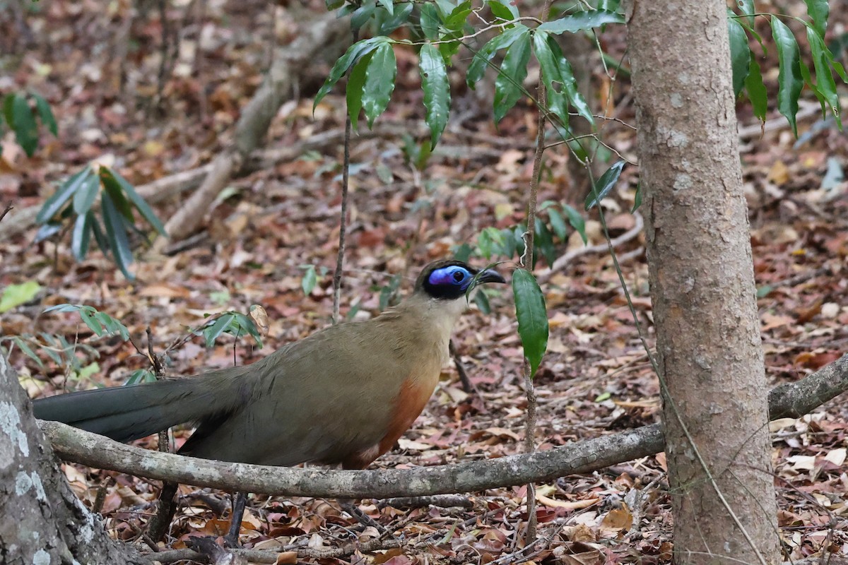 Giant Coua - ML645879875