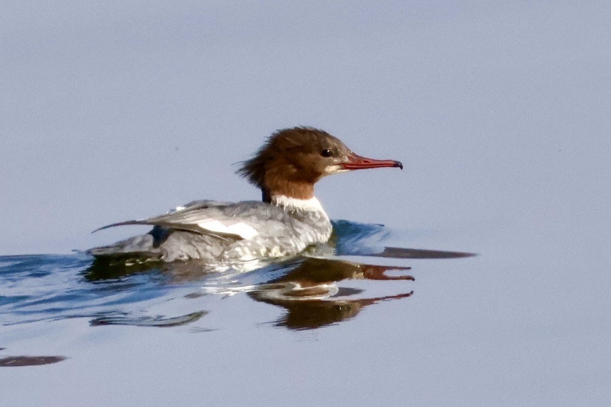 Zerra handia - ML645879876