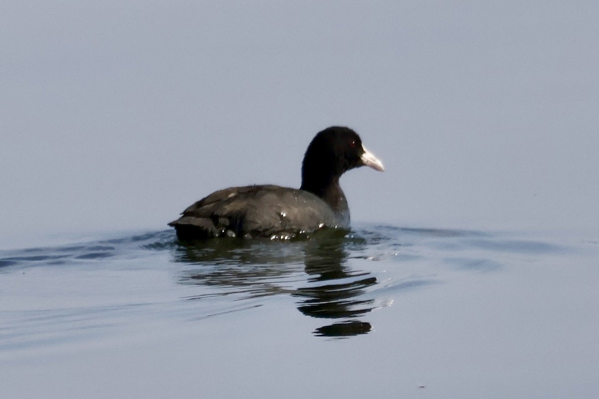 Kopetazuri arrunta - ML645879877